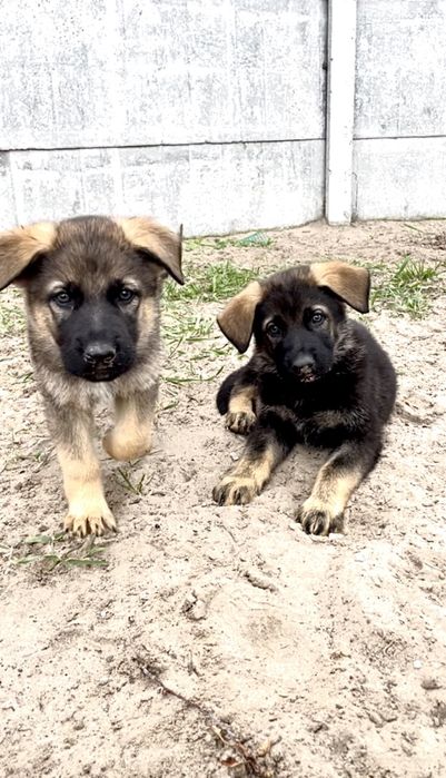 Німецька вівчарка рр КСУ