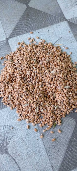 Пшениця 2025р. з Віниці