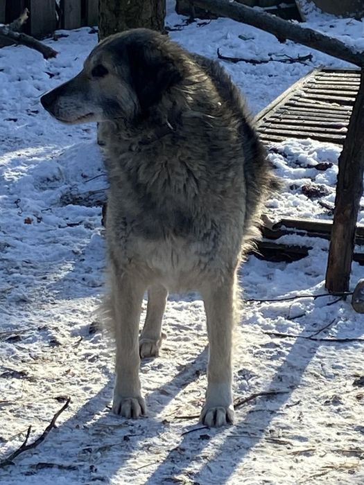 Pies balsam, chodząca słodycz