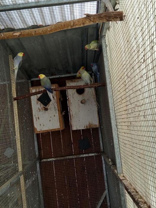 Aleksandreta Obrożna