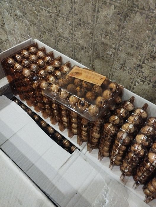 Перепел ні яйця з власної ферми