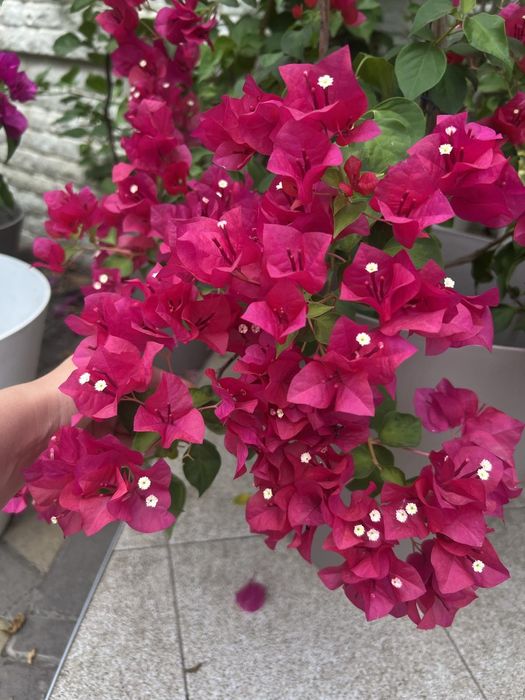 Бугенвиллия одеса бугенвілія садова та кімнатна