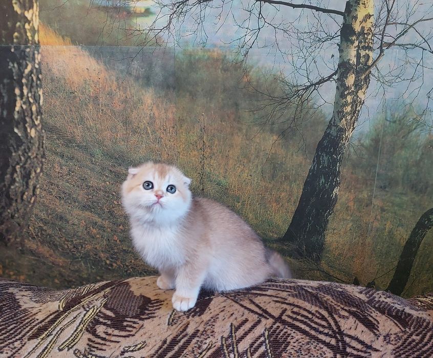 Золоті шотландські вісловухі