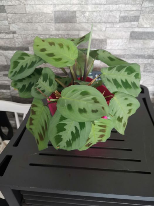 Planta da oração