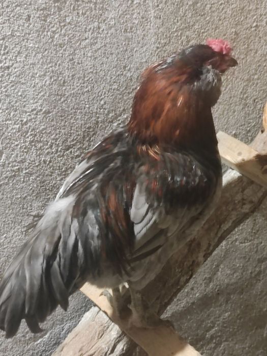 Півні Амераукана