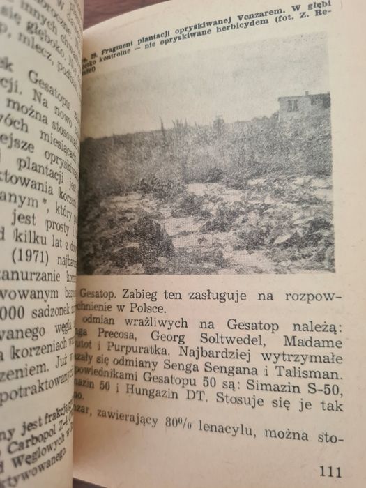 Truskawki i poziomki - Zofia Rebandel. Książka