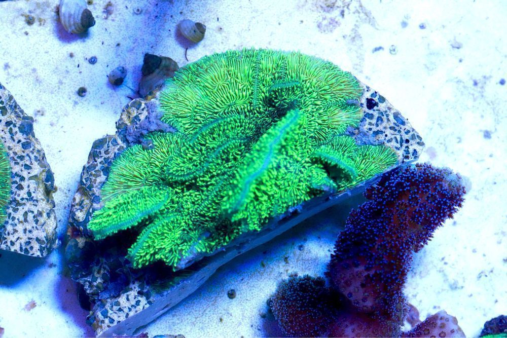 Pavona Fluo Cactus Włochata Odmiana Mega Fluo  FLUOLAMPS.PL WYSYŁKI