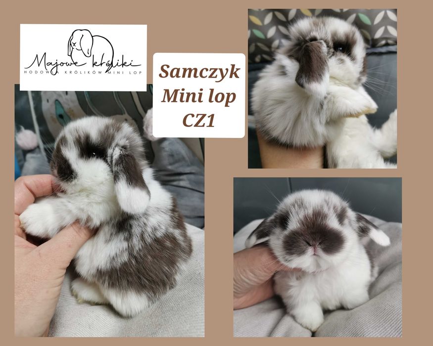 Królik króliczek mini lop hodowla zarejestrowana 910-P