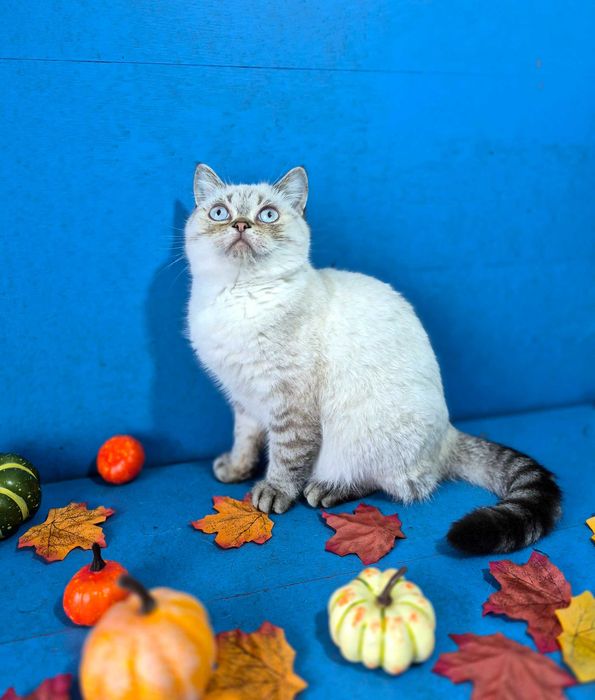 Шотландський клубний красунчик