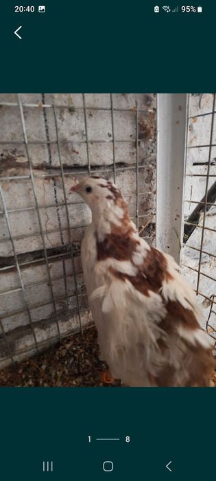 Jaja lęgowe przepiórki celadon