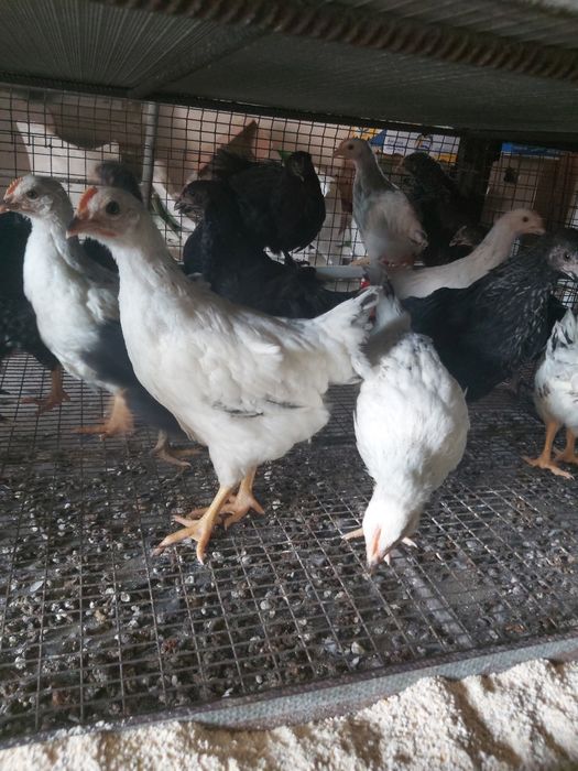 Домінанти 4,5 міс (підрощені)!!