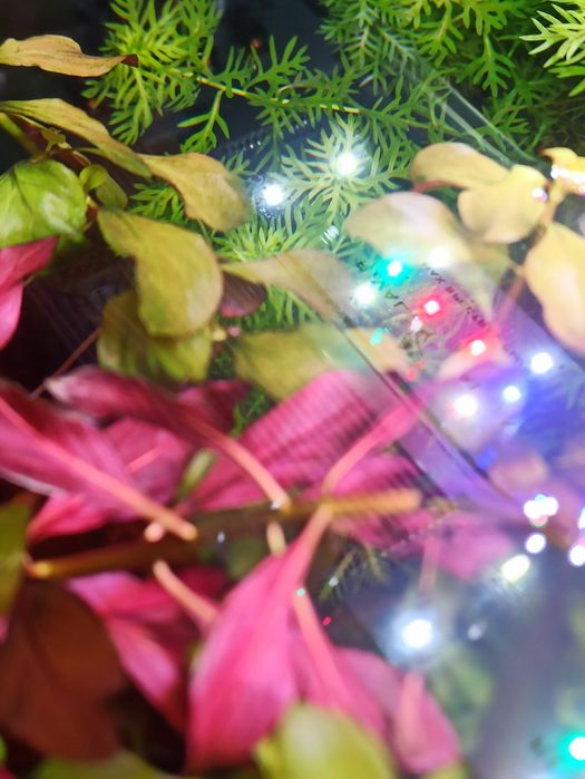 Аквариумные растения.Продам Людвигия болотная