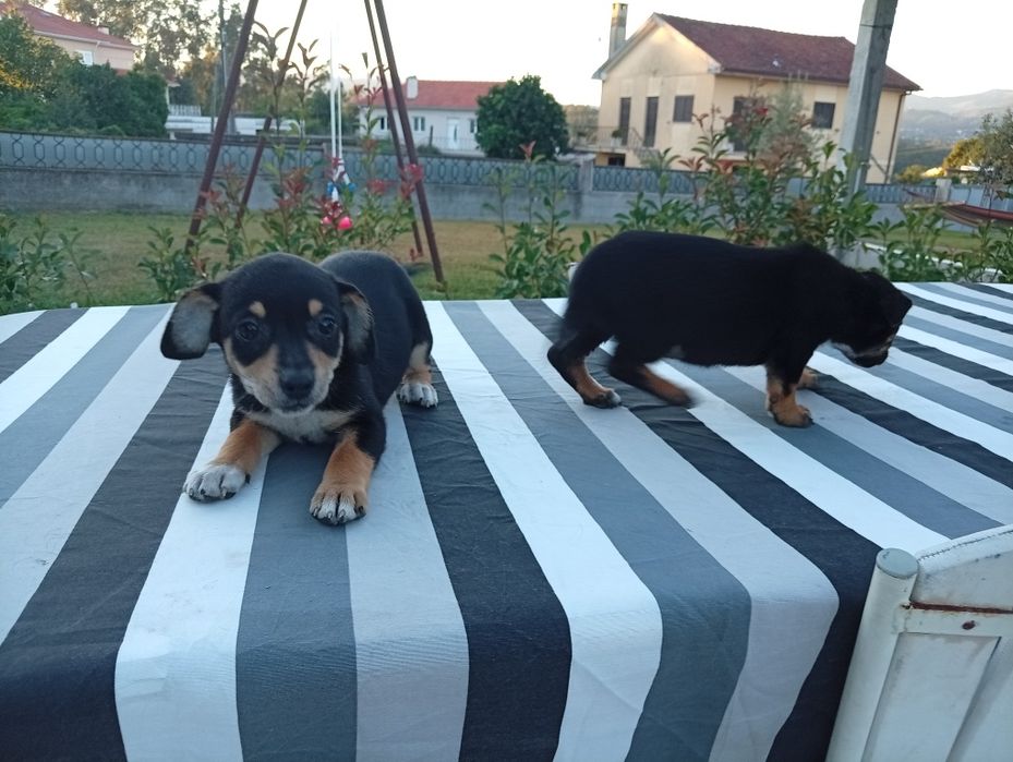 Adoção responsável de cães bebes
