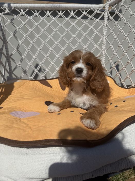 Cavapoo sluczny piesek