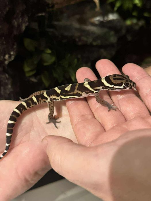 Coleonyx Miratus z terrarium