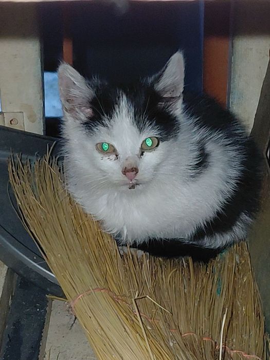 Коти кошенята котики