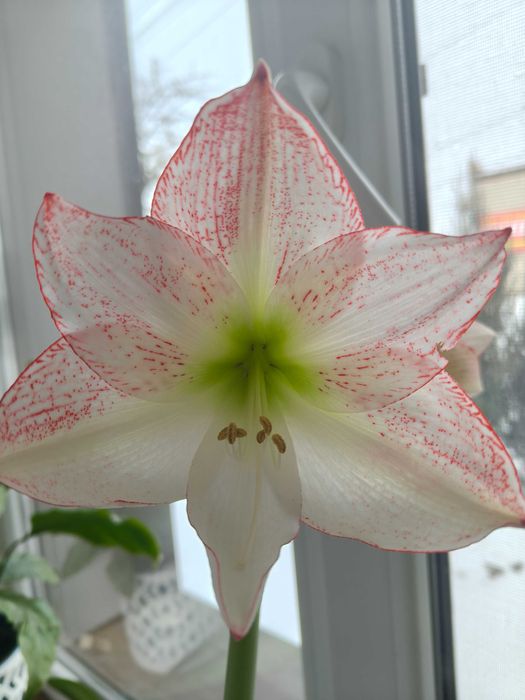 Гіпеаструм/Амариліс