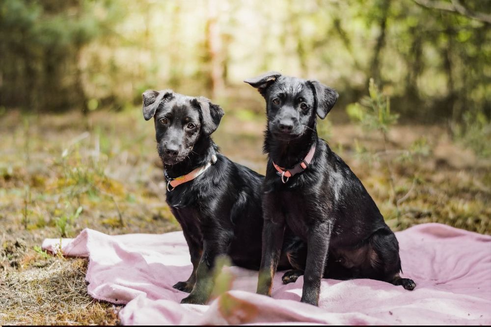 Bolek i Lolek polecają się do adopcji