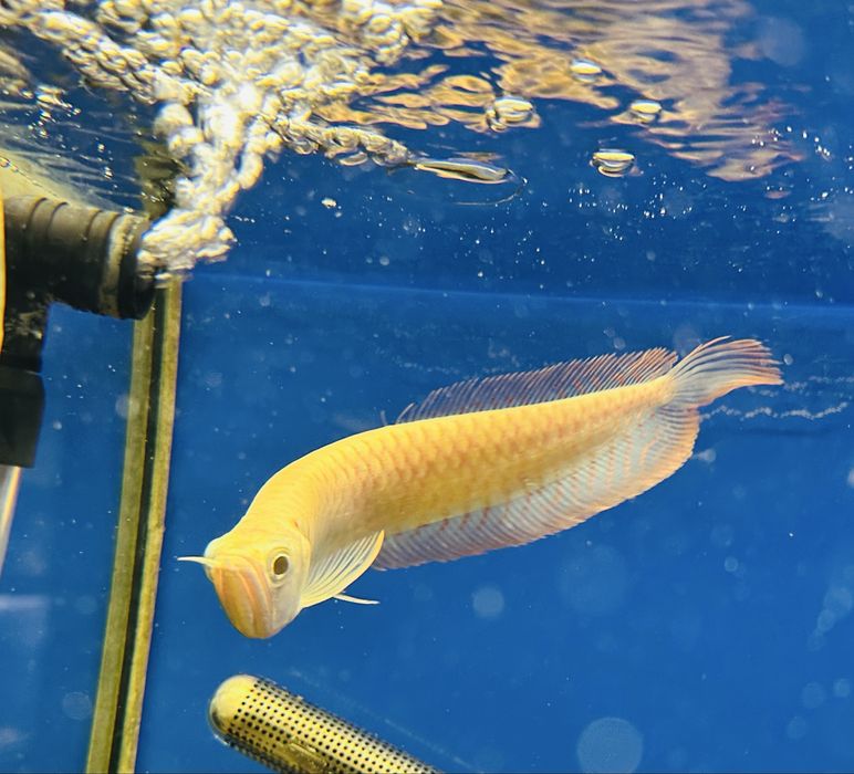 Арована альбино  Osteoglossum bicirrhosum albino 20см