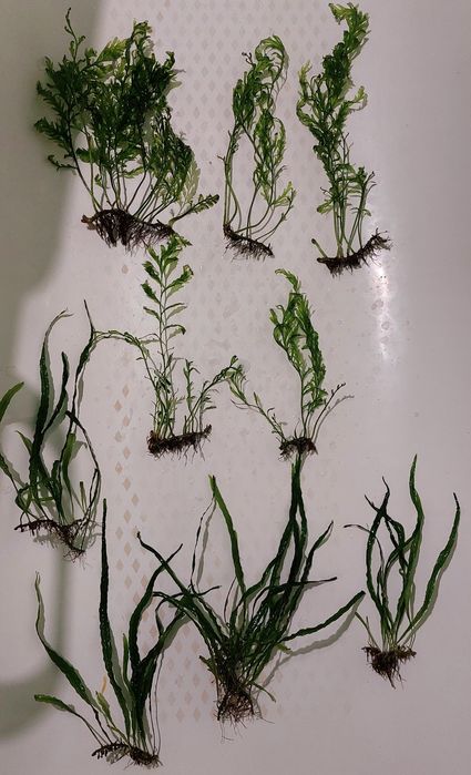 Папороті,анубіаси,рослини