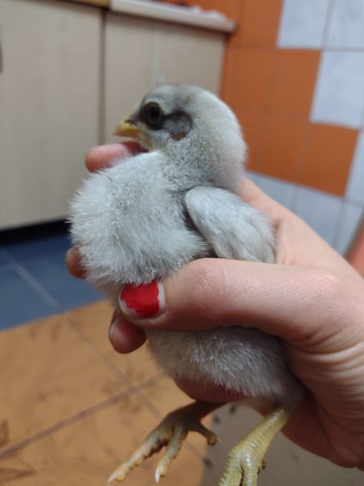 Sprzedam jaja lęgowe mix kur wysoko nieśnych