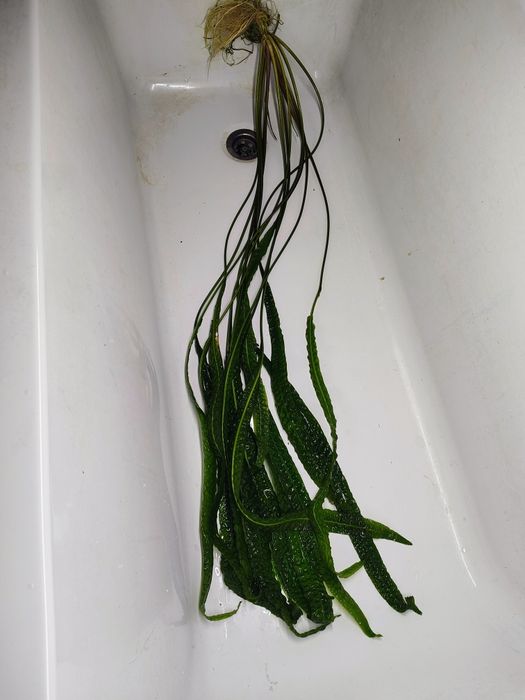 Kryptokoryna duża okolo metra