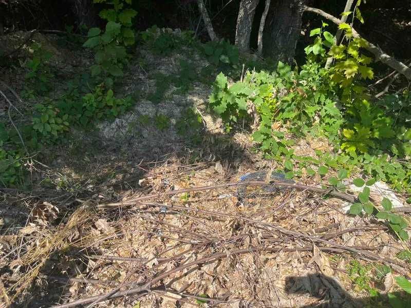 Земельна ділянка Закарпатська обл., Тячівський р., с. Красна	КН 2124483201:03:001:0005