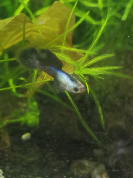 Gupik Endlera Panda dumbo para - Promocja !