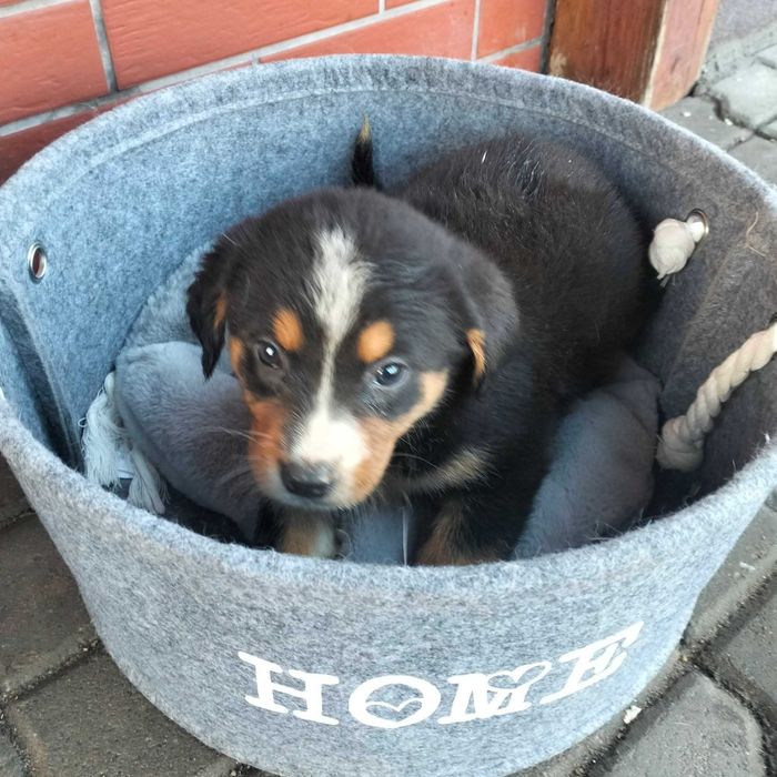 Oddam za darmo pieski