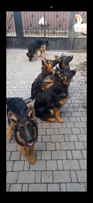 Продам цуценят німецької вівчарки