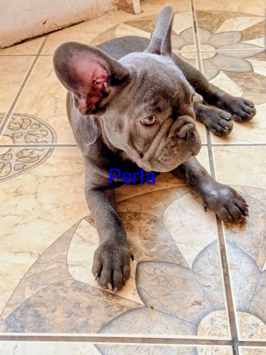 Buldog francuski blue