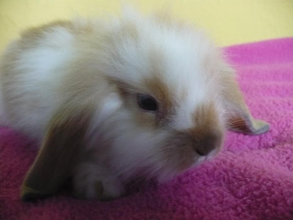 Królik miniaturowy Baranek