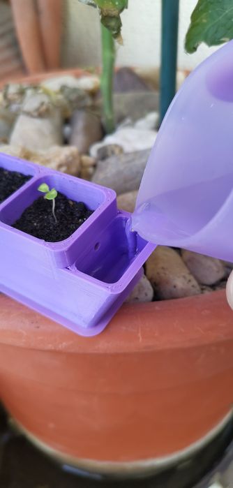 Germinar sementes