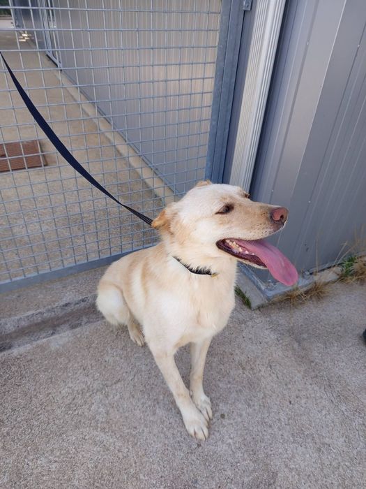 Cadelinha para adopção responsável
