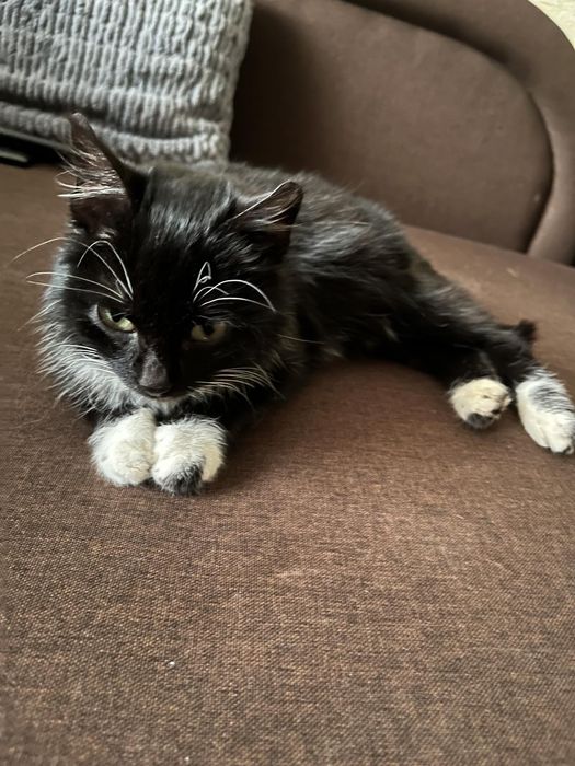 Кастрований котик 6 місяців та стерилізована кошечка