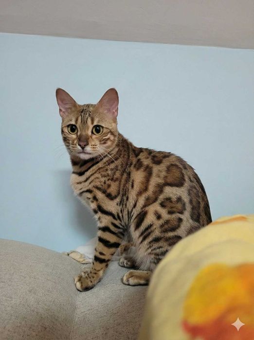 Kotka bengalska wykastrowana kot bengalski FPL/FIFE okazja