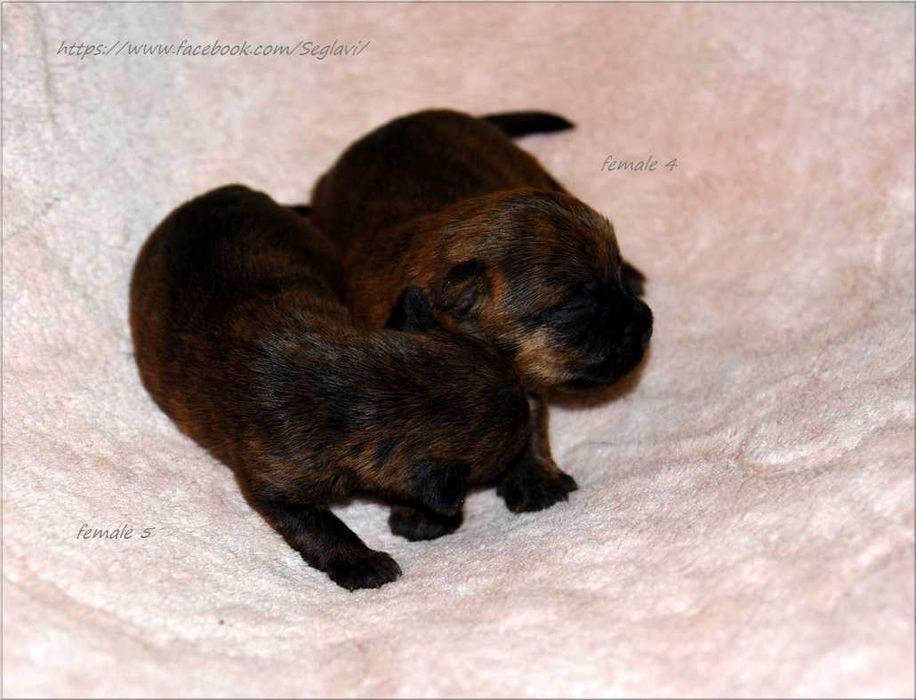 Cairn Terrier - rodowodowa (ZKwP/FCI) suczka
