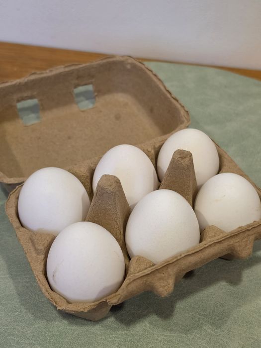 Ovos para incubação (Marans e Legorhn White)