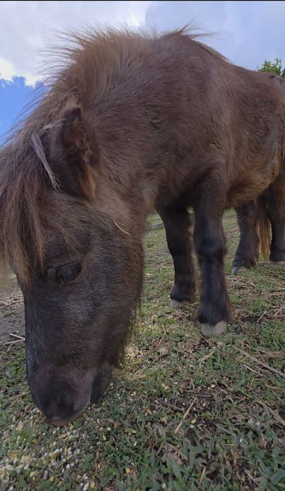 Vendo mini poni com 2 anos. Não disponho de transporte.