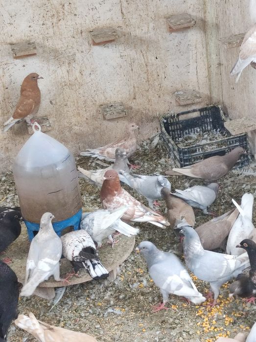 Gołębie pocztowe opal