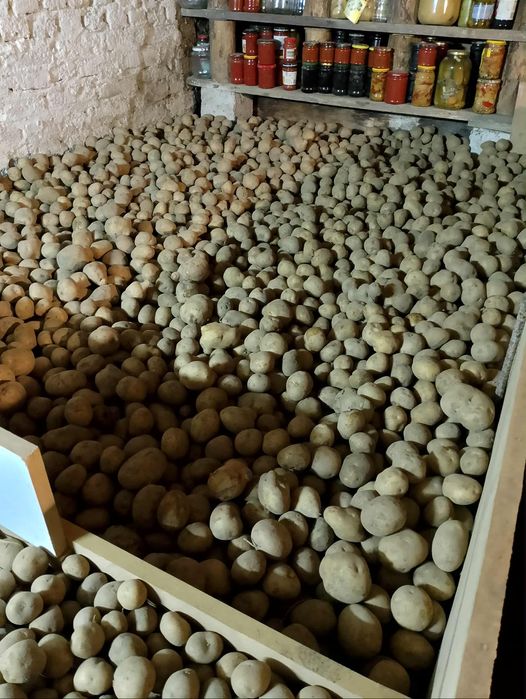 Ziemniaki  Bryza  oraz Tajfun!- dawna odmiana ! Zapraszam.