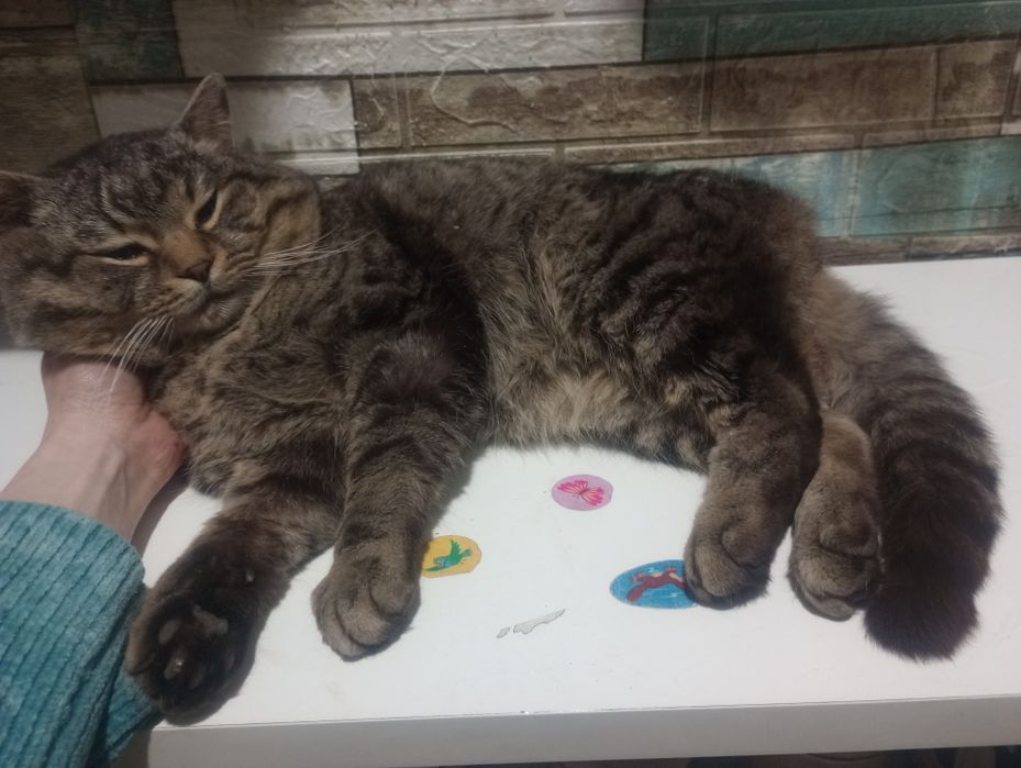 Шикарный котяра с эвакуации