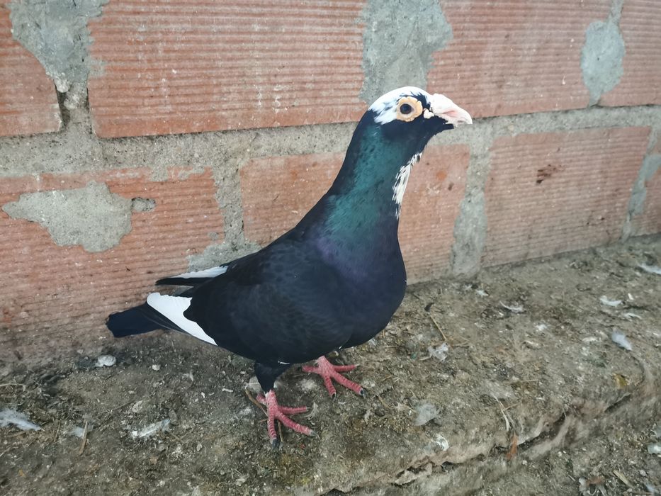 Pombo correio linha antiga