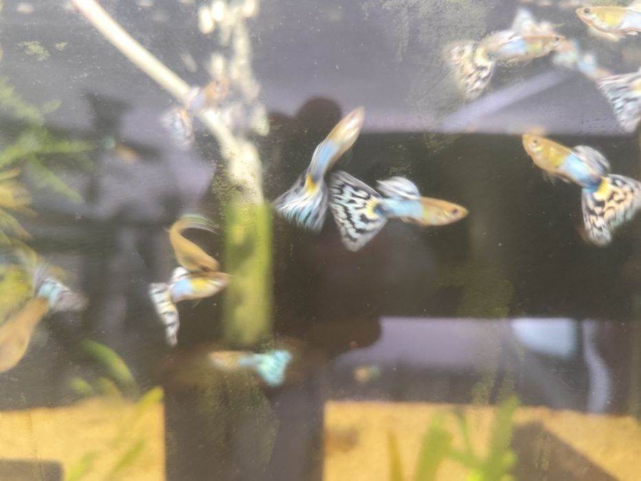 Guppys Japan blue mosaico