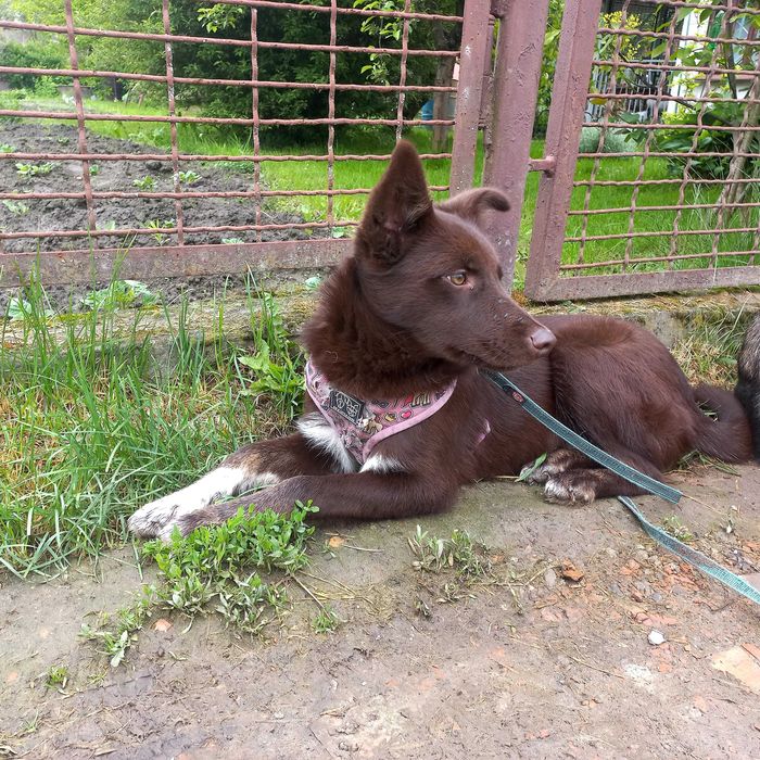 Собака (молоді , підлітки)