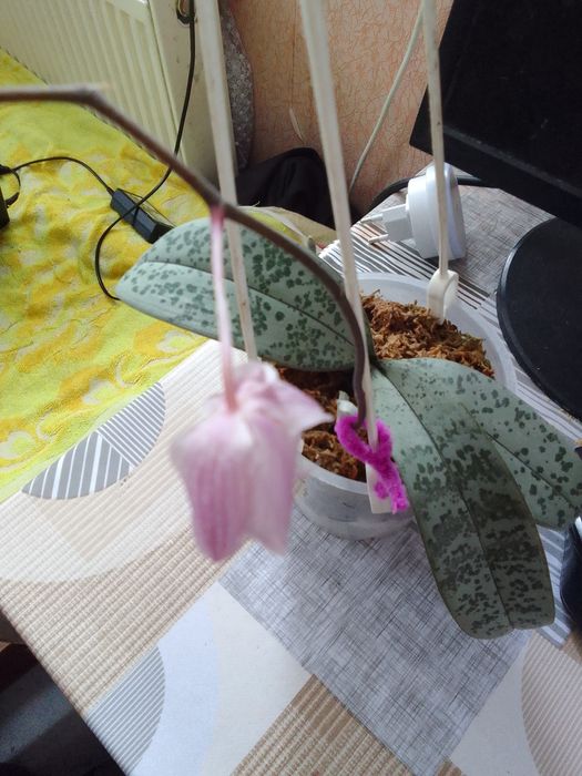 Продам Орхідея шиліриана сільвер