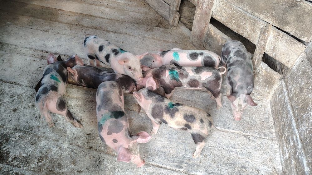 Поросята мясного напрямку