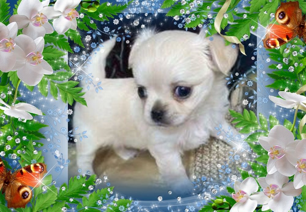 Девочка чихуахуа.