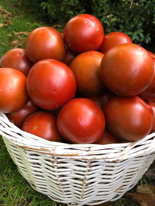 Насіння надврожайного томату Мавр, 150 шт.