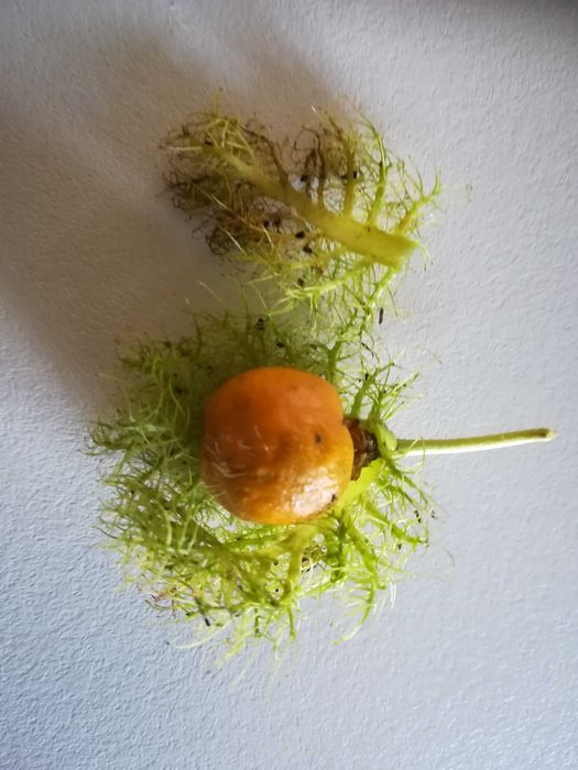 Maracujá Cestinho Amarelo